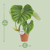 Philodendron Plowmanii - Ø15cm - ↕50cm - plantforyou.nl
