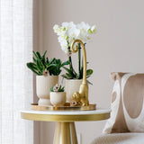 Kolibri Company | Gift set Luxury Living| Plantenset met witte Phalaenopsis Orchidee en Succulenten incl. keramieken sierpotten - plantforyou.nl