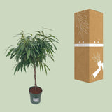 Ficus Mahori / Alii Gevlochten - Ø27cm - ↕110cm - plantforyou.nl