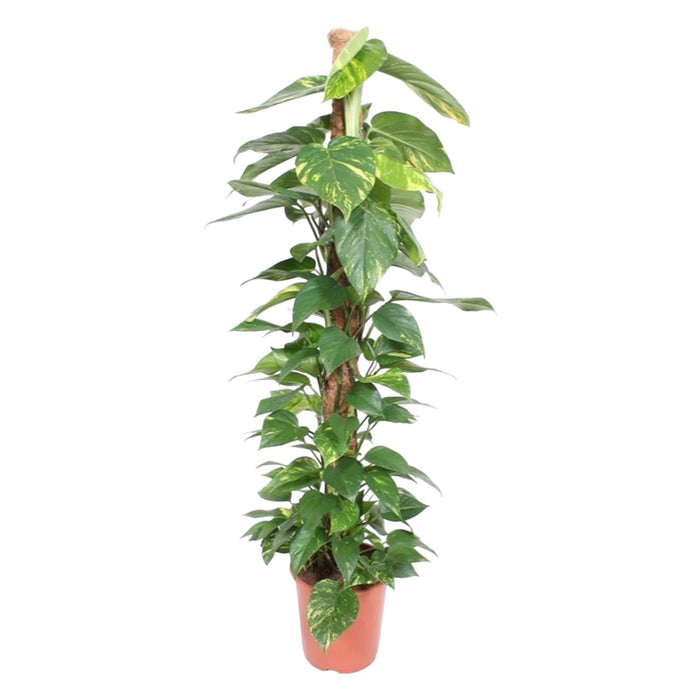 Epipremnum Aureum mosstok - 150 cm - ø27 - plantforyou.nl