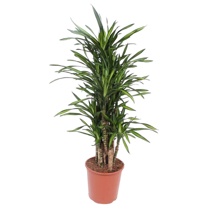 Dracaena Riki - 140 cm - ø30 - plantforyou.nl