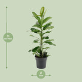 Ficus Microcarpa Smile® - Ø17cm - ↕70cm - plantforyou.nl