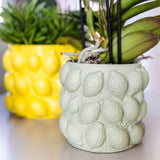 Kolibri Home | Citrus pot groen - Ø6cm - plantforyou.nl