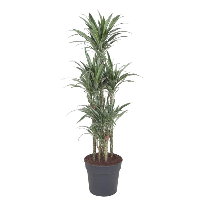 Dracaena Warneckei Carrousel - 140 cm - ø31 - plantforyou.nl