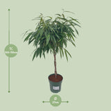 Ficus Mahori / Alii Gevlochten - Ø27cm - ↕110cm - plantforyou.nl