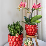 Kolibri Home | Berry pot - Ø9cm - plantforyou.nl