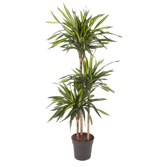 Dracaena Riki - 140 cm - ø24 - plantforyou.nl