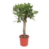 Ficus Benghalensis boom - 150 cm - ø34 - plantforyou.nl