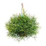 Rhipsalis Heteroclada (Coral Cactus) ↑ 40 cm - plantforyou.nl