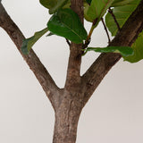 Ficus Lyrata boom XXXL - 300cm - ø55 - plantforyou.nl