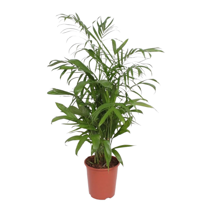 Chamaedorea Seifrizii - 140 cm - ø27 - plantforyou.nl