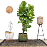 Ficus Lyrata vertakt XXL - 230cm - ø40 - plantforyou.nl