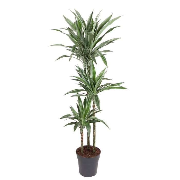 Dracaena Warneckei - 140 cm - ø27 - plantforyou.nl