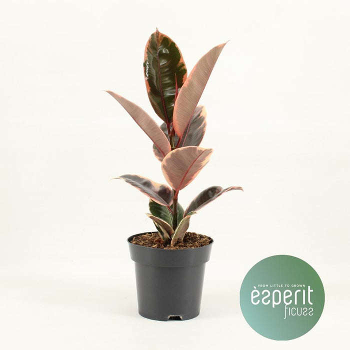 Ficus Elastica Belize (R) - Ø14cm - ↕45cm - plantforyou.nl