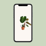 Philodendron El Choco Red - Ø15cm - ↕50cm - plantforyou.nl