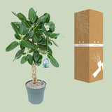 Ficus Altissima - Ø27cm - ↕110cm - plantforyou.nl