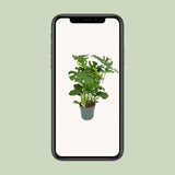 Monster Deliciosa - Ø30cm - ↕100cm - plantforyou.nl