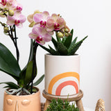Kolibri Home | Rainbow peach bloempot - Crème keramieken sierpot met print - plantforyou.nl
