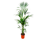 Kentia palm - 180cm - ⌀24 - plantforyou.nl