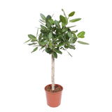 Ficus Benghalensis op stam - 140 cm - ø30 - plantforyou.nl