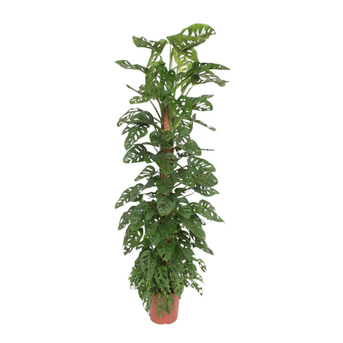Monstera Monkey Leaf mosstok - 180 cm - ø27 - plantforyou.nl