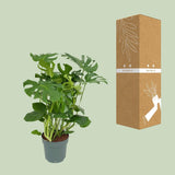 Monster Deliciosa - Ø30cm - ↕100cm - plantforyou.nl