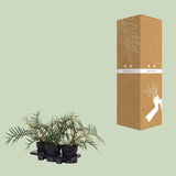 Philodendron Tortum - Ø19cm - ↕50cm - plantforyou.nl