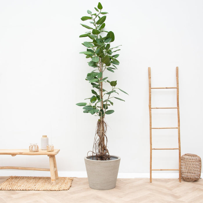 Ficus Benghalensis Audrey Op Stam Met Hangende Wortels - 220cm - ø45 - plantforyou.nl