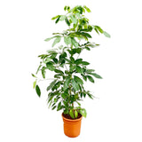 Schefflera Amate  - 200cm - ø30 - plantforyou.nl