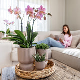 Kolibri Home | Diabolo pot sand - Ø6cm - plantforyou.nl