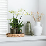 Kolibri Home | Pitcher vaas - Witte cementen vaas - voor droogbloemen - plantforyou.nl