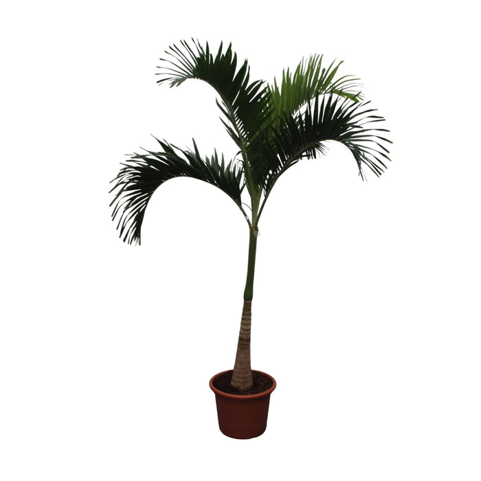 Veitchia Merrillii - 250 cm - ø50 - plantforyou.nl