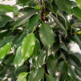 Ficus benjamina Danielle - ↨95cm - Ø21cm + Pot Mayk Lead - plantforyou.nl