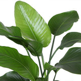 Strelitzia Nicolai - Ø21cm - ↕80cm - plantforyou.nl