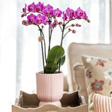 Kolibri Orchids | Plantenset Floral Blush pink small| Groene planten met Phalaenopsis orchidee in Floral Blush pink sierpotten en wit dienblad - plantforyou.nl
