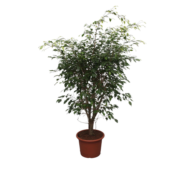 Ficus Benjamina Exotica vertakt - 150 cm - ø40 - plantforyou.nl