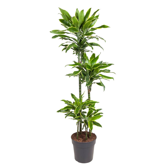 Dracaena Golden Coast - 140 cm - ø27 - plantforyou.nl