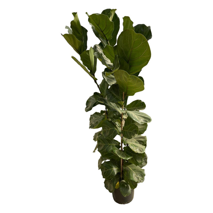 Ficus Lyrata struik - 180 cm - Ø30 - plantforyou.nl