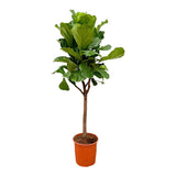Ficus Lyrata boom - 180cm - ⌀30 - plantforyou.nl