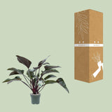 Philodendron Red Beauty - Ø27cm - ↕60cm - plantforyou.nl