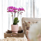 Kolibri Home | Diabolo pot pink - Ø12cm - plantforyou.nl
