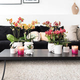 Kolibri Home | Happy Mug bloempot - witte keramieken sierpot - Ø6cm - plantforyou.nl
