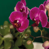 Kolibri Company | Gift set Hotel Chic| Plantenset met paarse Phalaenopsis Orchidee en Succulenten incl. keramieken sierpotten - plantforyou.nl
