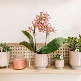 Kolibri Home | Harmony bloempot - Zandkleurige keramieken sierpot - Ø9cm - plantforyou.nl
