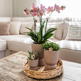 Kolibri Home | Diabolo pot sand - Ø6cm - plantforyou.nl
