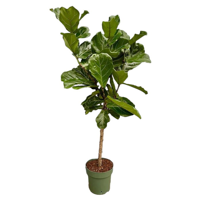 Ficus Lyrata stam - 160 cm - Ø27 - plantforyou.nl