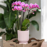 Kolibri Home | Diabolo pot pink - Ø6cm - plantforyou.nl