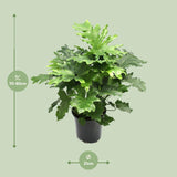 Philodendron Xanadu - Ø21cm - ↕80cm - plantforyou.nl