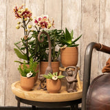 Kolibri Home | Glazed bloempot - Cognac keramieken sierpot met glans - Ø9cm - plantforyou.nl