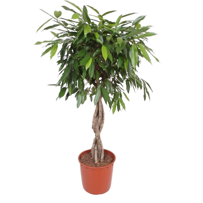 Ficus Amstel King gevlochten stam - 140 cm - ø34 - plantforyou.nl